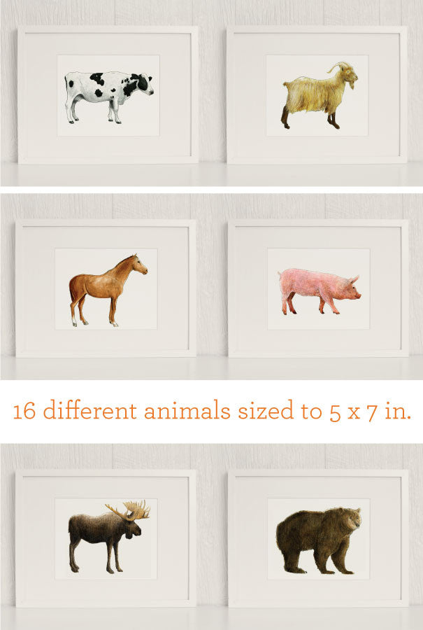 The Zoo: Watercolor Animals
