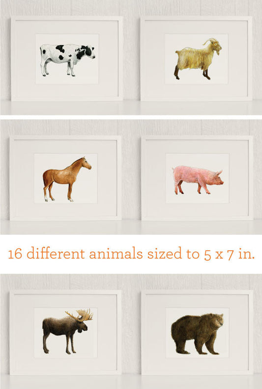 The Zoo: Watercolor Animals