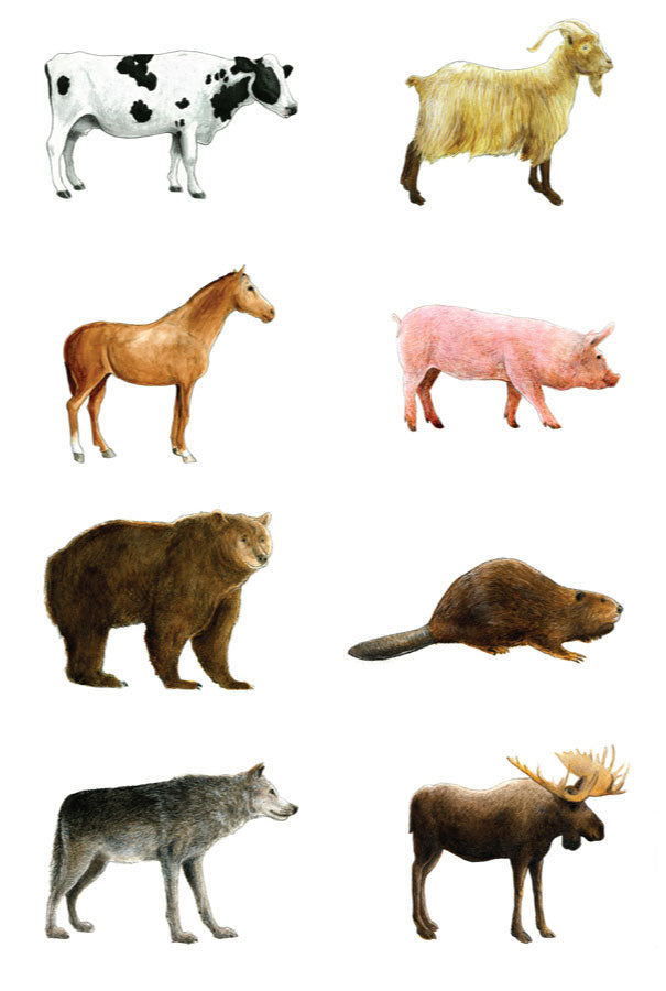 The Zoo: Watercolor Animals